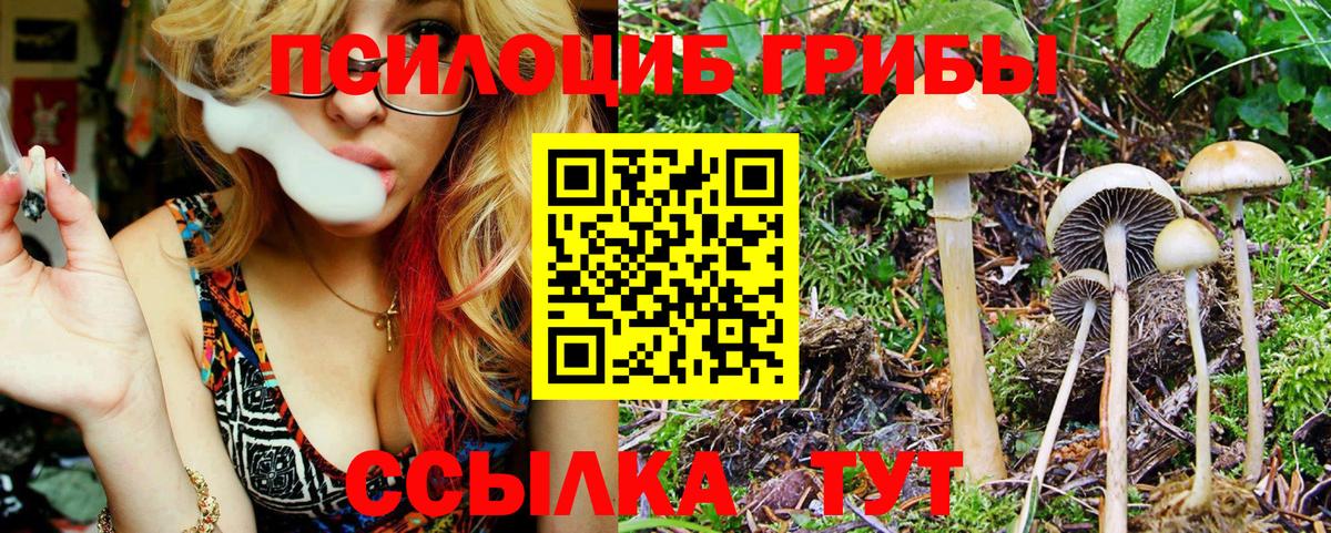 Псилоцибиновые грибы Cubensis Шелехов